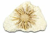 Cretaceous Fossil Urchin (Salenia) - Missour, Morocco #366925-1